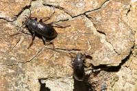 Stenomax aeneus