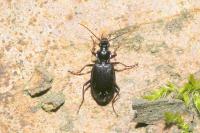 Platynus assimilis