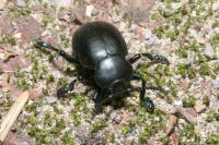 Timarcha tenebricosa