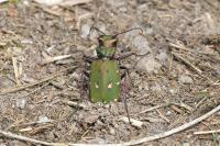 Cicindela campestris