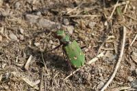 Cicindela campestris