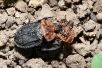 Oiceoptoma thoracicum