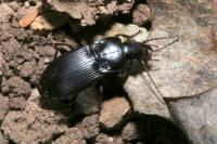 Abax parallelepipedus