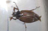 Melolontha melolontha