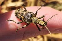 Rhagium mordax