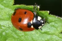 Coccinella septempunctata