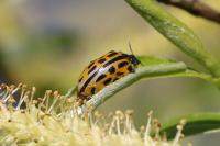 Chrysomela vigintipunctata