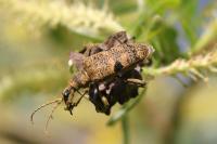 Rhagium mordax
