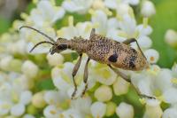 Rhagium mordax