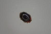 Scymnus