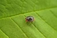 Scymnus