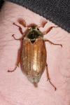 Melolontha melolontha
