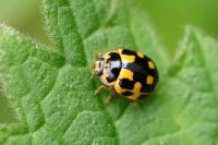 Propylea quatuordecimpunctata