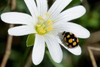 Coccinula quatuordecimpustulata