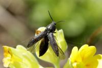 Cidnopus pilosus