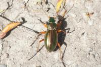 Carabus auratus