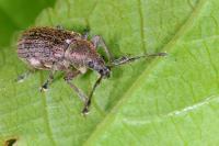 Phyllobius pyri