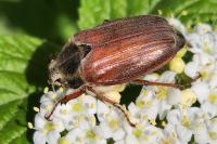 Melolontha melolontha