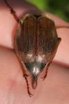 Melolontha melolontha