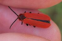 Dictyoptera aurora