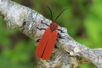 Dictyoptera aurora