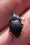 Phosphuga atrata