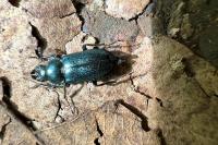 Platycerus caraboides