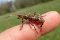 Rhagium sycophanta