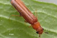 Elateroides dermestoides