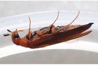 Elateroides dermestoides