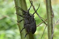 Lamia textor