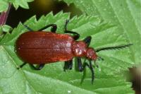 Pyrochroa serraticornis