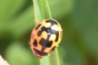 Propylea quatuordecimpunctata