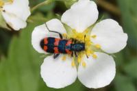 Trichodes alvearius