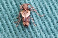 Pogonocherus hispidus