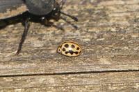 Tytthaspis sedecimpunctata