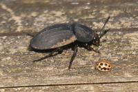 Silpha obscura