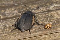 Silpha obscura