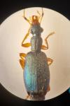 Drypta dentata