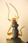 Drypta dentata