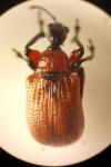 Apoderus coryli