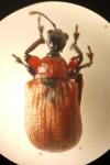 Apoderus coryli