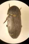 Dermestes laniarius