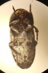 Dermestes laniarius