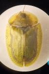 Cassida viridis