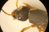 Staphylinus dimidiaticornis