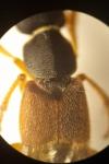 Staphylinus dimidiaticornis