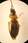 Badister bullatus