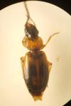 Badister bullatus