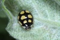 Oenopia lyncea agnatha